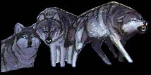 wolves